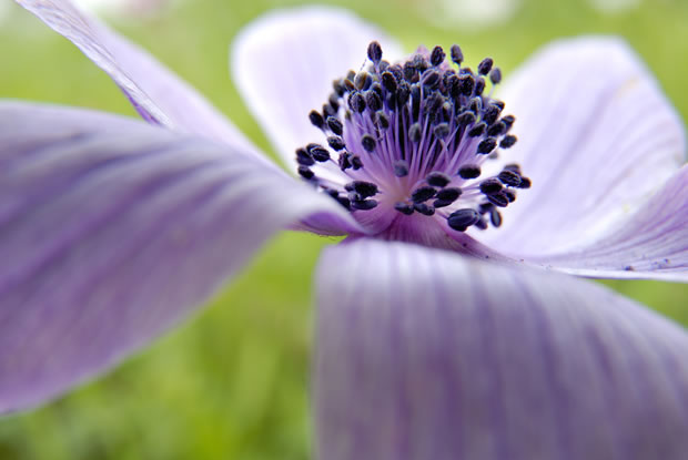 Purple against grassy field