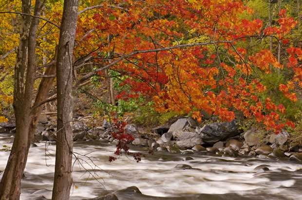 Crimson Maples